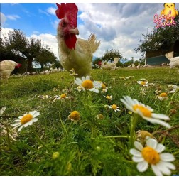 Adotta una Gallina