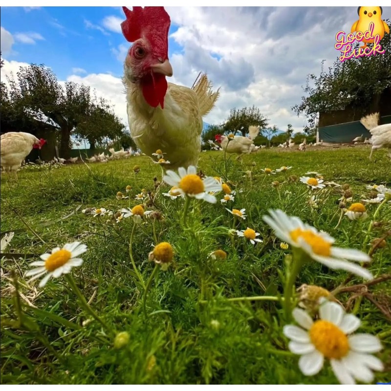Adotta una Gallina
