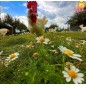 Adotta una Gallina