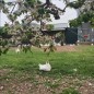 Adotta una Gallina