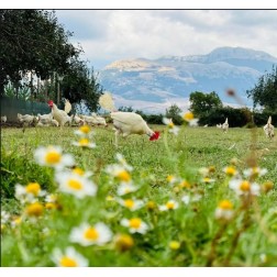 Galline lucano pascolano