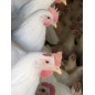 Adotta una Gallina