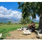 Adotta una Gallina