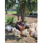 Adotta una Gallina