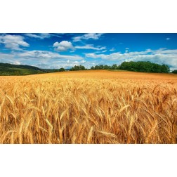 Campo di Grano Saluzzi