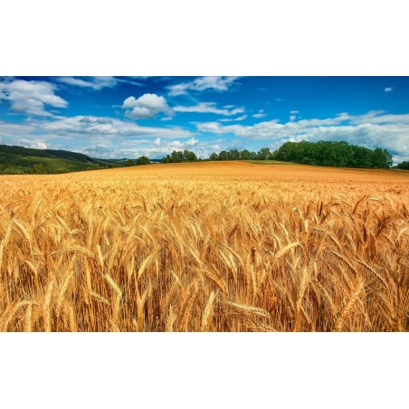 Campo di Grano Saluzzi