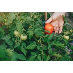 Campo Pomodori NonnoCiccio