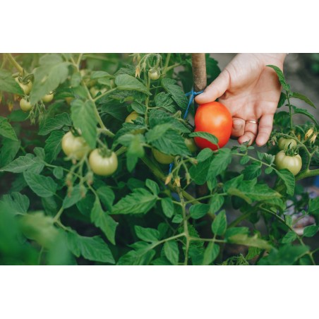 Adotta un campo di Pomodori
