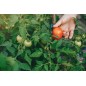 Adotta un campo di Pomodori