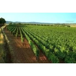 Adotta una Vite di Aglianico in Basilicata | Il Tuo Vino Rosso IGP