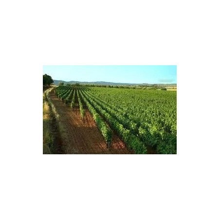 Adotta una Vite di Aglianico in Basilicata | Il Tuo Vino Rosso IGP
