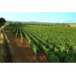Adotta un Vigneto Aglianico