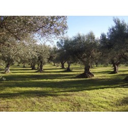 Campo Ulivi Azienda Agricola Saluzzi