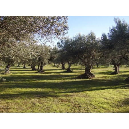 Campo Ulivi Azienda Agricola Saluzzi