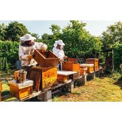 Adotta un Alveare in Basilicata | Miele millefiori Artigianale del Vulture