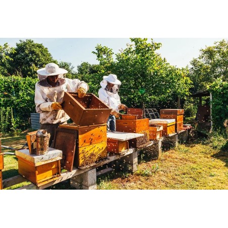 Adotta un Alveare in Basilicata | Miele millefiori Artigianale del Vulture