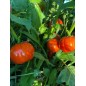 Passata di pomodoro