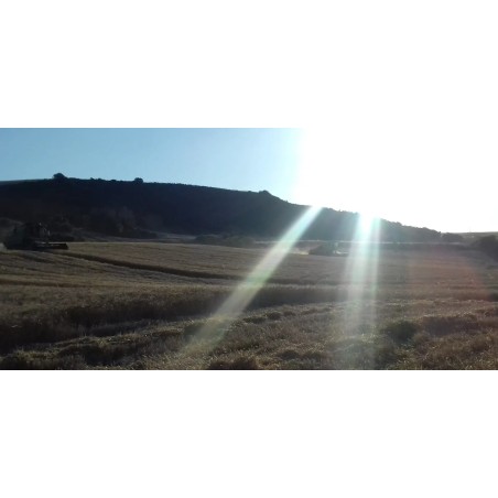 Adotta un Campo di Grano