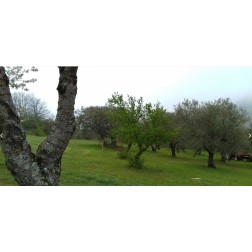Adotta un Ulivo