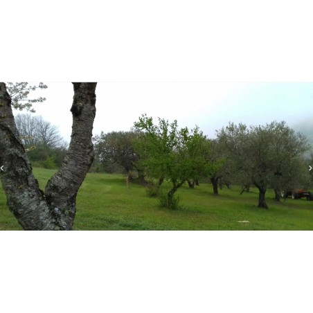 Adotta un Ulivo