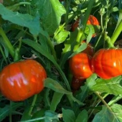 Regala sostieni campo di Pomodori