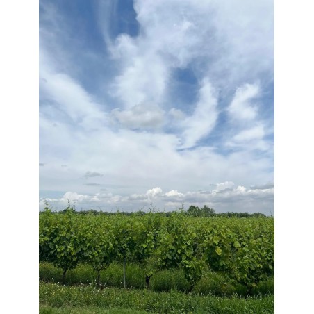 Vigna Chardonnay cantine dei templari