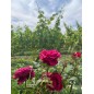 Adotta un Vigneto Rosè Lucano