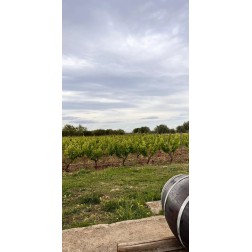 Aglianico del Vulture DOC | Cantine dei Templari | Wezapp