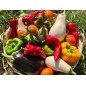 Adotta un campo di OrtoFrutta