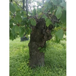 Adotta un albero da frutta
