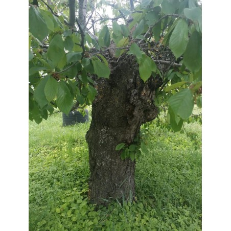 Adotta un albero da frutta