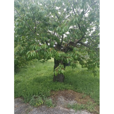 Adotta un albero da frutta