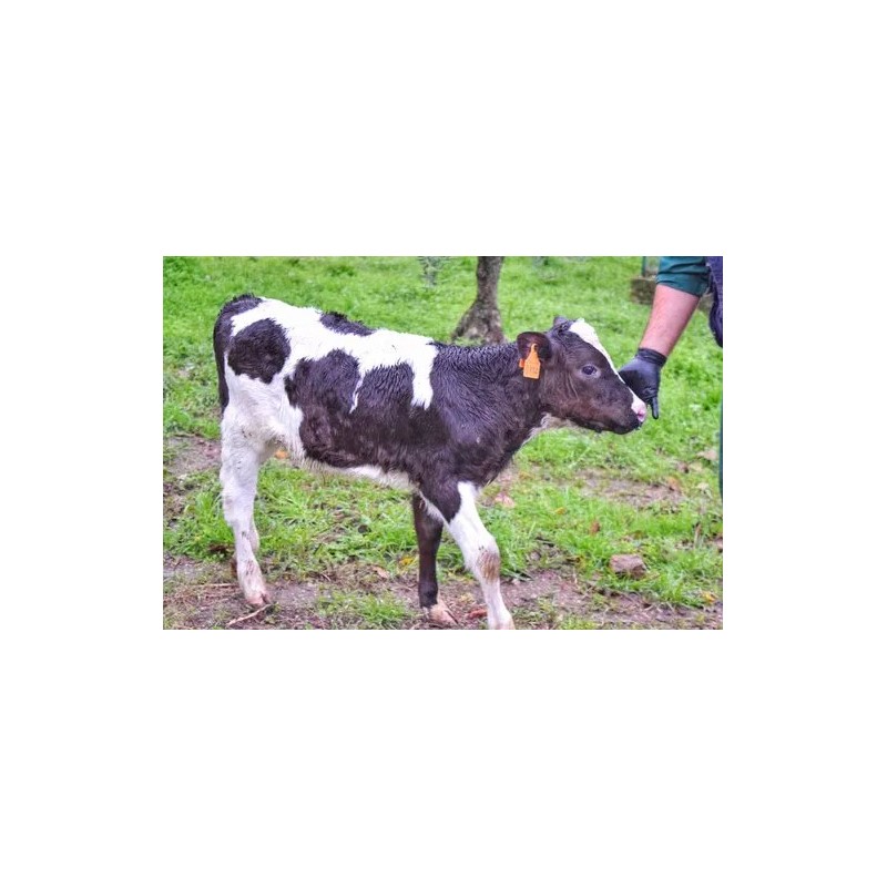 Adotta un Mucca Granolat | Ottieni latticini di qualità assoluta!