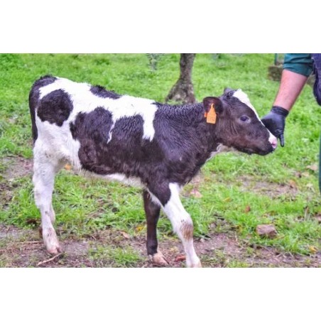 Adotta un Mucca Granolat | Ottieni latticini di qualità assoluta!