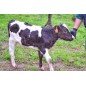 Adotta una Mucca box freschissimi