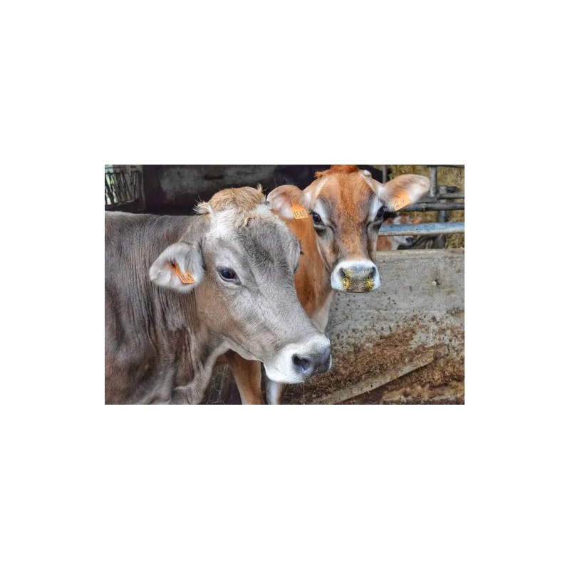 Adotta un Mucca Granolat | Ottieni latticini di qualità assoluta!