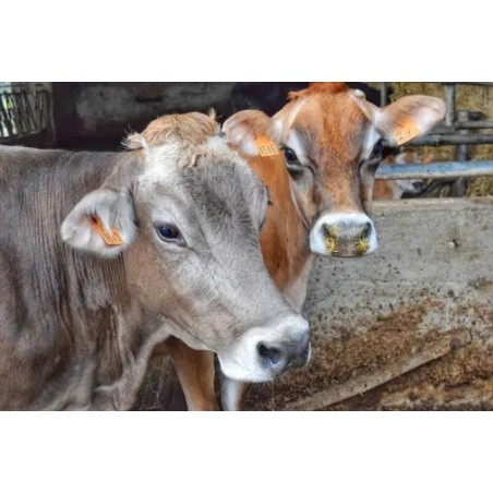 Adotta un Mucca Granolat | Ottieni latticini di qualità assoluta!
