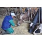 Adotta una Mucca box platinum