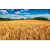 Adotta un campo di grano