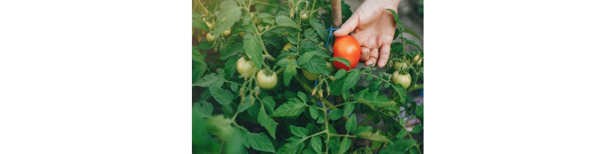 Adotta un campo di Pomodori con Wezapp - La migliore salsa di pomodoro
