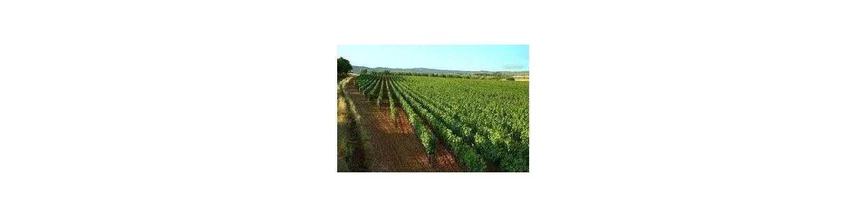 Adotta una vite Aglianico con Wezapp - Ricevi il tuo Vino a casa tua!