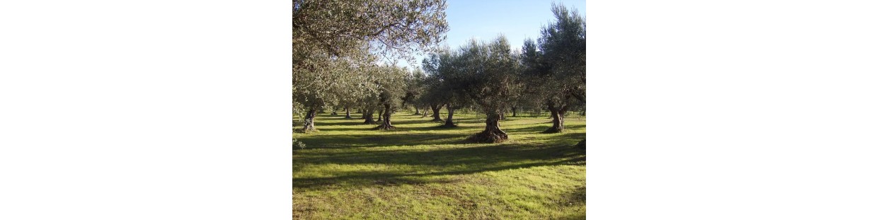 Adotta un Ulivo con Wezapp - Ricevi Olio Extravergine di oliva a casa!