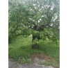 Adotta un albero da frutta