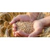 Dal Campo di Grano