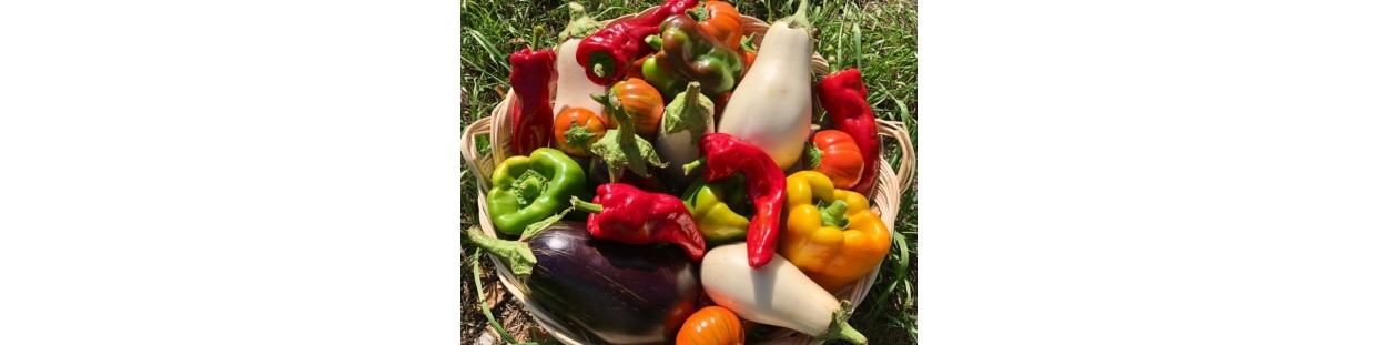 Adotta un campo Ortofrutta con Wezapp - Ricevi Sott'oli e confetture!