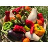 Adotta un Campo Ortofrutta