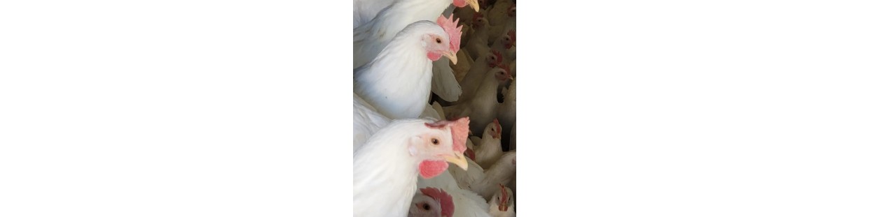 Adotta una Gallina con Wezapp - Uova Fresche biologiche a Casa Tua!