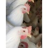 Adotta una gallina